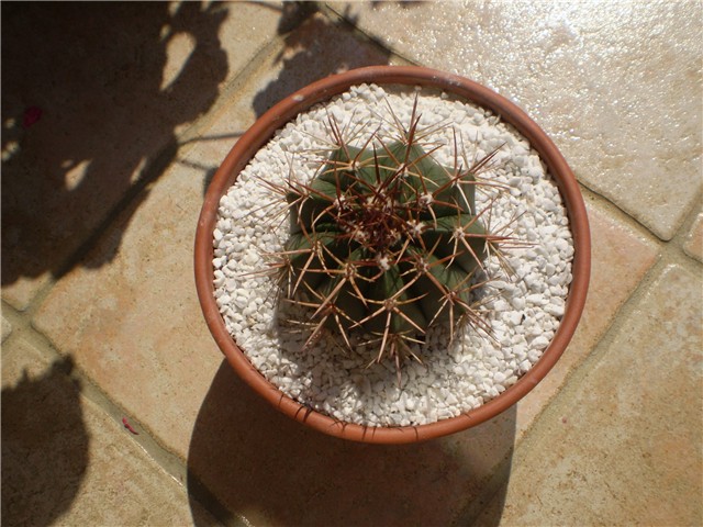 melocactus